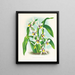 Odontoglossum maxillare - Jean Jules Linden — quadro incorniciato alla parete