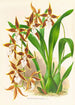 Odontoglossum nevadense - Jean Jules Linden — vista dell’opera
