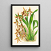 Odontoglossum nevadense - Jean Jules Linden — quadro incorniciato alla parete