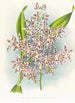 Odontoglossum odoratum var striatum - Jean Jules Linden — vista dell’opera