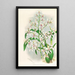 Odontoglossum ramosissimum - Jean Jules Linden — quadro incorniciato alla parete