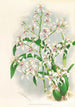 Odontoglossum ramosissimum - Jean Jules Linden — vista dell’opera