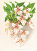 Odontoglossum rubescens - Jean Jules Linden — vista dell’opera