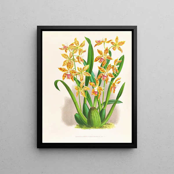 Jean Jules Linden - Odontoglossum schillerianum.webp