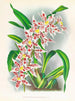 Odontoglossum schlesingerianum - Jean Jules Linden — vista dell’opera