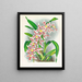 Odontoglossum schlesingerianum - Jean Jules Linden — quadro incorniciato alla parete