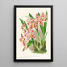 Odontoglossum wilckeanum albens - Jean Jules Linden — quadro incorniciato alla parete