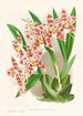 Odontoglossum wilckeanum albens - Jean Jules Linden — vista dell’opera