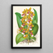 Oncidium Lannceanum - Jean Jules Linden — quadro incorniciato alla parete