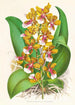 Oncidium Lannceanum - Jean Jules Linden — vista dell’opera