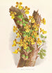 Oncidium Limminghei - Jean Jules Linden — vista dell’opera