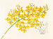 Oncidium aurosum - Jean Jules Linden — vista dell’opera
