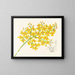 Oncidium aurosum - Jean Jules Linden — quadro incorniciato alla parete