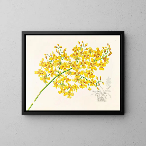 Oncidium aurosum - Jean Jules Linden — quadro incorniciato alla parete