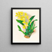 Oncidium concolor - Jean Jules Linden — quadro incorniciato alla parete