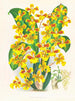 Sarcodes d'Oncidium - Jean Jules Linden — vista dell’opera