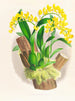 Oncidium warscewiczii - Jean Jules Linden — vista dell’opera