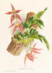 Paphinia Randi Paphinia Cristata - Jean Jules Linden — vista dell’opera
