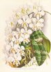 Phalaenopsis Stuartiana - Jean Jules Linden — vista dell’opera