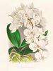 Belle Phalaenopsis - Jean Jules Linden — vista dell’opera