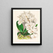 Belle Phalaenopsis - Jean Jules Linden — quadro incorniciato alla parete