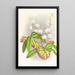 Phalaenopsis esmeralda var candidula - Jean Jules Linden — quadro incorniciato alla parete