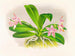 Phalaenopsis luddemanniana - Jean Jules Linden — vista dell’opera