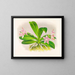 Phalaenopsis luddemanniana - Jean Jules Linden — quadro incorniciato alla parete