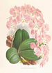 Phalaenopsis sanderiana - Jean Jules Linden — vista dell’opera