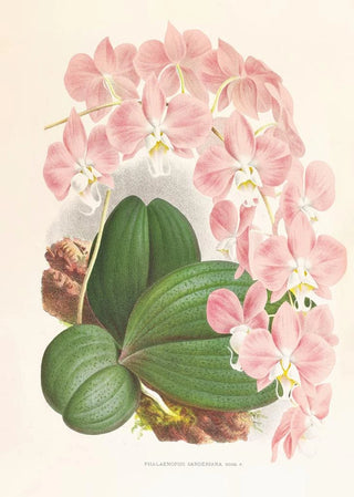 Jean Jules Linden - Phalaenopsis sanderiana.webp