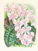 Phalaenopsis schilleriana - Jean Jules Linden — vista dell’opera