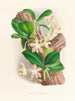 Phalaenopsis sumatrana - Jean Jules Linden — vista dell’opera