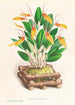 Restrepia antennifera - Jean Jules Linden — vista dell’opera