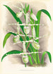 Selenipedium Reticulatum - Jean Jules Linden — vista dell’opera