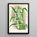 Selenipedium Reticulatum - Jean Jules Linden — quadro incorniciato alla parete
