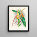 Selenipedium grande - Jean Jules Linden — quadro incorniciato alla parete