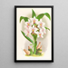 Spathoglottis Augustorum - Jean Jules Linden — quadro incorniciato alla parete
