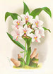Spathoglottis Augustorum - Jean Jules Linden — vista dell’opera