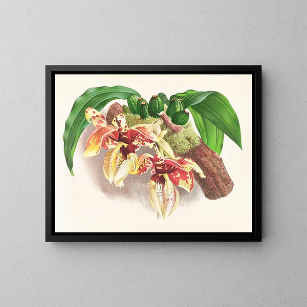 Stanhopea tigrina - Jean Jules Linden — quadro incorniciato alla parete