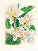 Stanhopea oculata - Jean Jules Linden — vista dell’opera