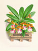 Trichocentrum bianco viola - Jean Jules Linden — vista dell’opera