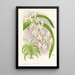 Vanda Boxalli - Jean Jules Linden — quadro incorniciato alla parete