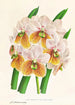 Vanda Sanderiana var Labello Viridi - Jean Jules Linden — vista dell’opera