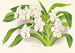 Vanda denisoniana - Jean Jules Linden — vista dell’opera