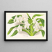 Vanda denisoniana - Jean Jules Linden — quadro incorniciato alla parete