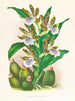 Zygopetalum intermedio - Jean Jules Linden — vista dell’opera
