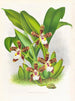 Zygopetalum jorisinum - Jean Jules Linden — vista dell’opera