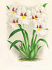 Miltonia Röezli - Jean Jules Linden — vista dell’opera