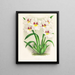 Miltonia Röezli - Jean Jules Linden — quadro incorniciato alla parete
