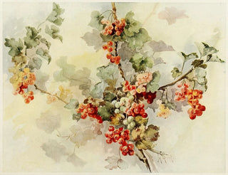 Groselles - Jeanne M. Stewart — vista dell’opera